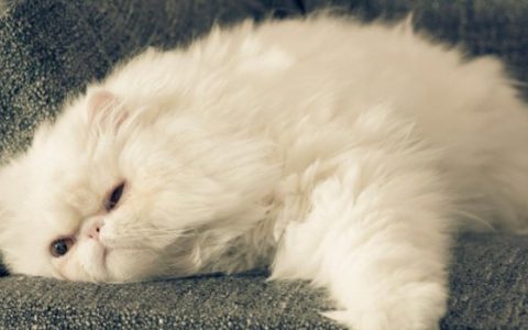 How Can You Tell If Your Cat is Overweight?