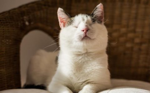 Are You Ready to Adopt a Special Needs Dog or Cat?
