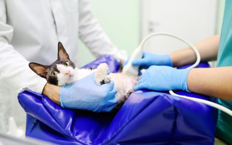 Stomach Pain in Cats