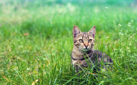 What To Know When Adopting a Stray Cat