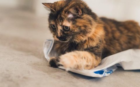 Are Laser Pointers Bad for Cats?