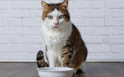 How to Ease Your Pet into a Weight Loss Diet