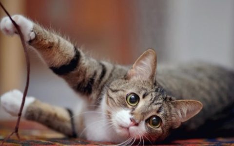 Is Declawing Cats Illegal?