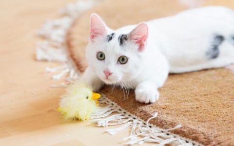 Tips for the First 30 Days After Adopting a Cat