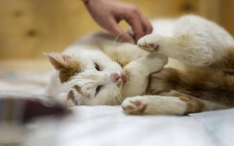 What to Know: Adopting a Diabetic Cat