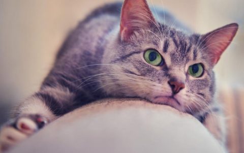 Do Cats Get Jealous?