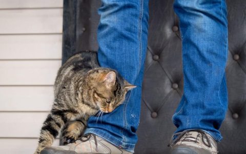 Why Do Cats Rub Against You?