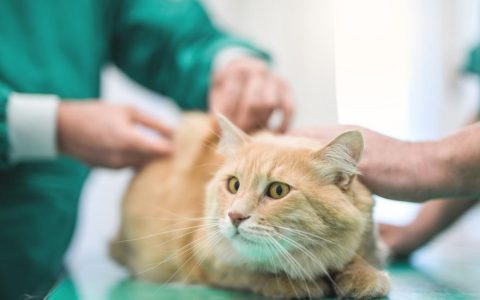 Kidney Infections in Cats