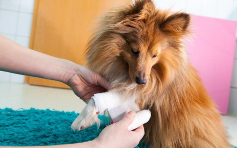 10 Must-Have Items for Your Pet First-Aid Kit