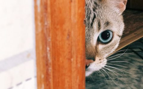 Gross! Why do Cats Cough Up Hairballs?