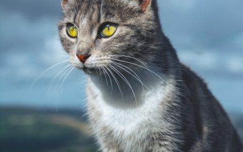 Managing Treatment of Diabetes Mellitus in Your Cat