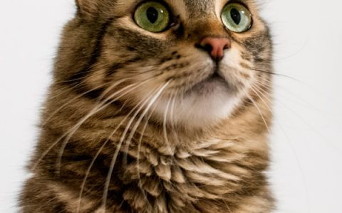 What Causes a Feline Hairball?