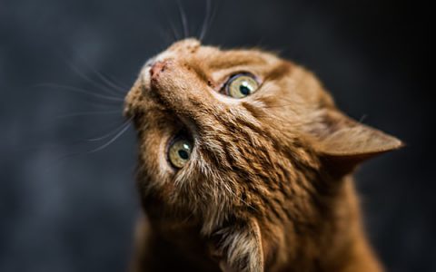 My Cat Has Cancer: Staging and Grading the Tumors