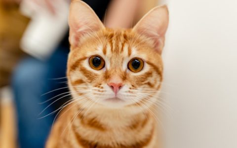 5 Horribly Hilarious Halloween Pet Videos