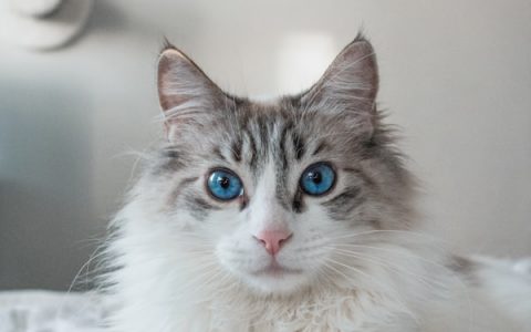 Progressive Retinal Atrophy in Cats