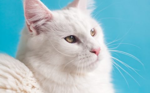 Constipation and Megacolon Casestudy: Can Surgery Save A Cat from Misery?