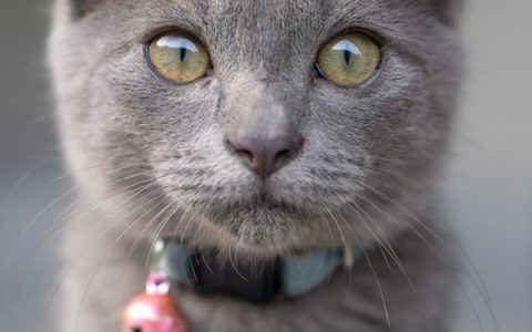 Did Your Cat Eat Something Weird?