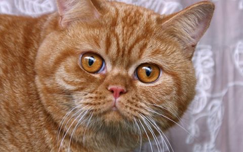 Gastroenteritis in Cats