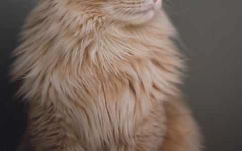 Organophosphate toxicity in cats