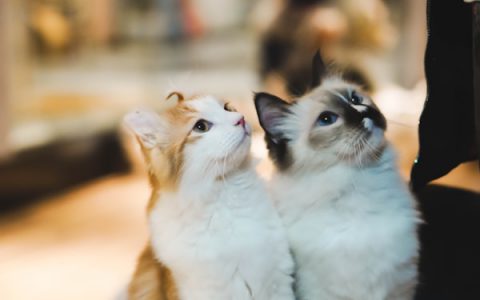 Allergic Dermatitis in Cats