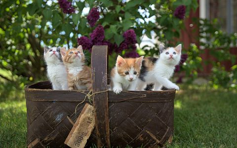 Conjunctivitis in Cats