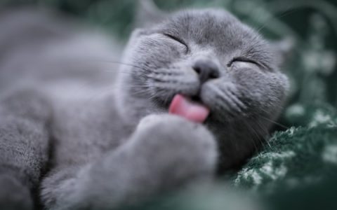 Inflammatory Bowel Disease in Cats