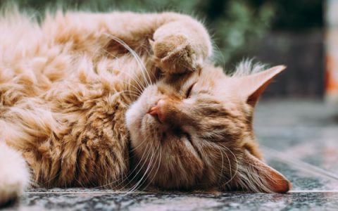 Feline blastomycosis