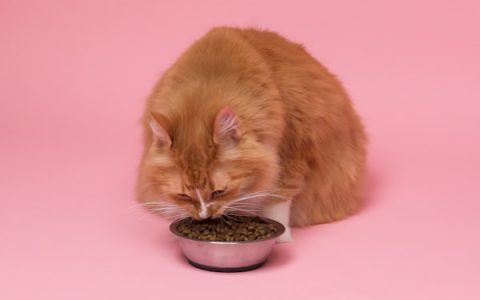 Worn Teeth in Cats