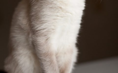 Acute Kidney Injury 101: What Dog Parents Should Know