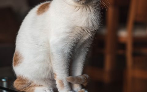 How to Give Your Cat A Pill