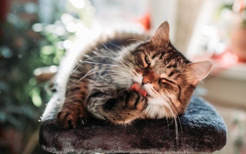 How To Apply Eye Drops or Ointment to Your Cat's Eyes