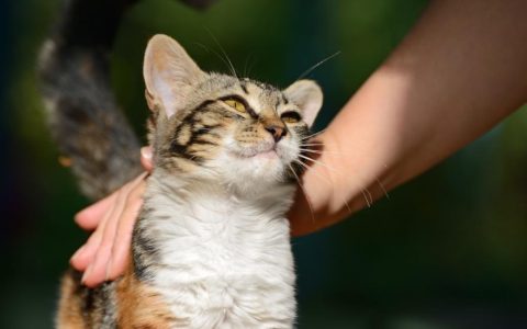 Is My Cat Happy?