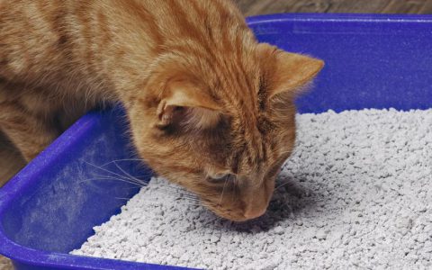 Why Is My Cat Eating Litter?