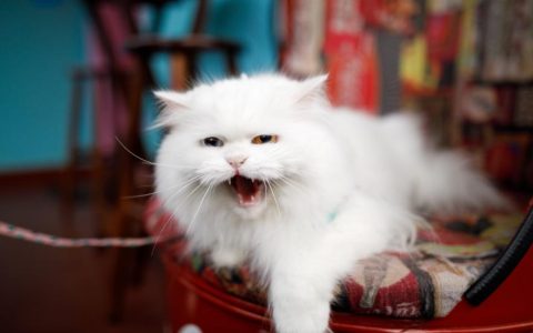 Can Cats Lose Their Voice?