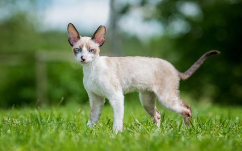 Cornish Rex