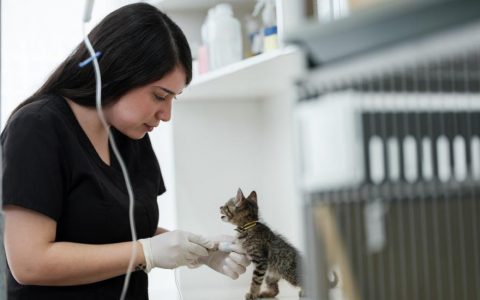 Kitten Constipation
