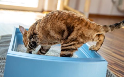 Blood in Cat Urine