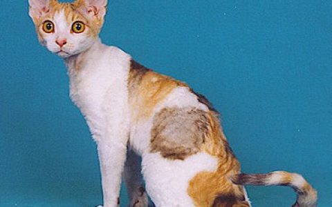 The Devon Rex