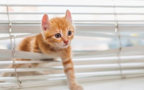 15 Kitten-Proofing To-Do’s Before Bringing a Kitten Home