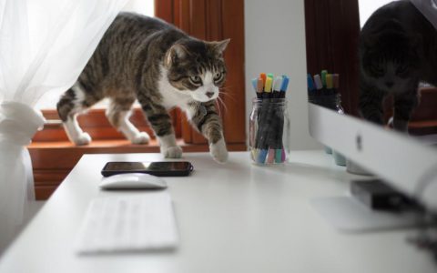 Electrocution in Cats