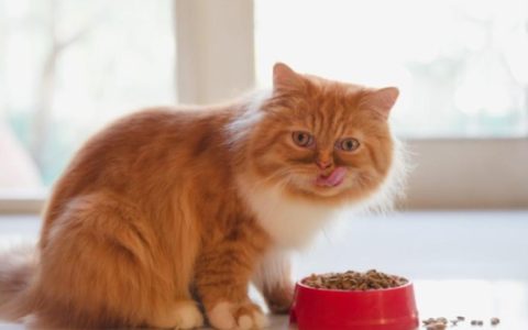 Cat Dieting: How to Help Your Cat Lose Weight