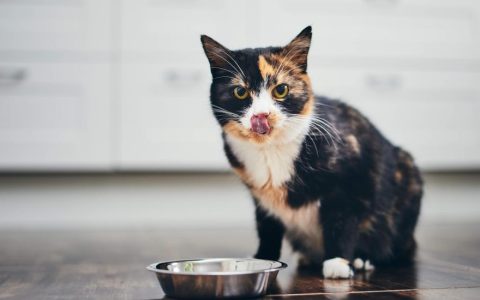 Can Cats Be Vegan or Vegetarian?