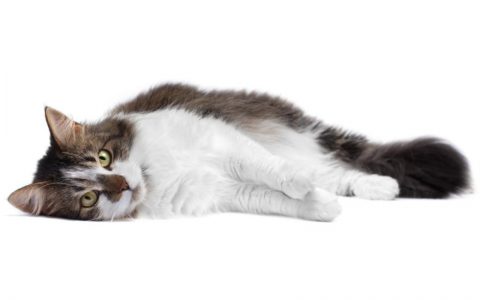 Estrus Symptoms after Spaying in Cats