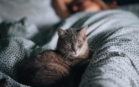 Are Cats Nocturnal?