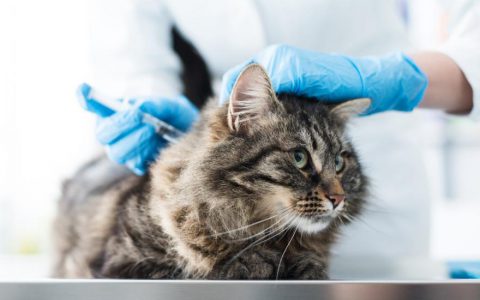 12 Possible Vaccine Reactions in Cats