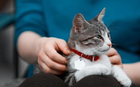 When to Euthanize a Cat with Kidney Disease