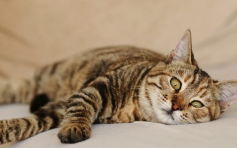 Vomiting with Bile in Cats