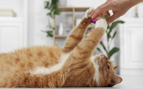 The Ultimate Guide To Buying Cat Toys