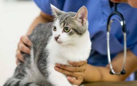 Hypercalcemia in Cats