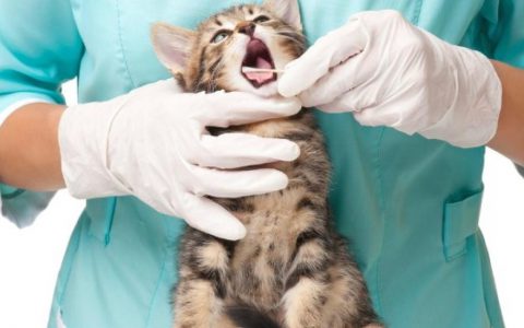 10 Signs of Gum Disease in Cats